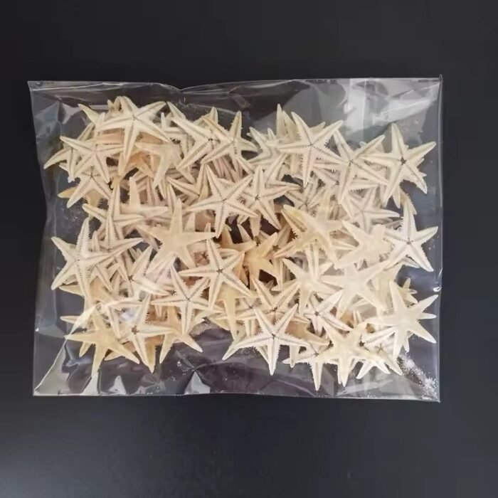 ⁦صدف نجوم البحر - 20 قطعة⁩ - الصورة ⁦2⁩